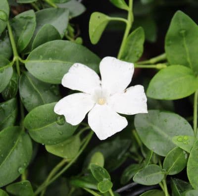 Vinca minor Gertrude Jekyll 3 Litre