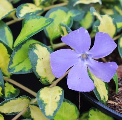 Vinca minor Illumination 3 Litre