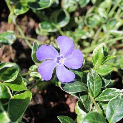 Vinca Ralph Shugart