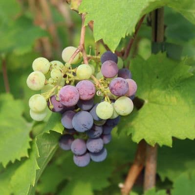 Vitis vinifera Cabernet Sauvignon 3 Litre