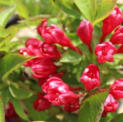 Weigela All Summer Red 3 Litre
