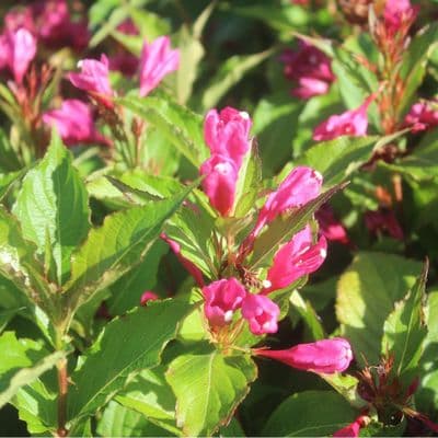 Weigela Big Love