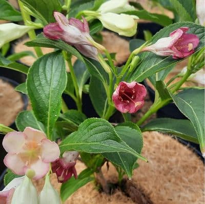 Weigela Darts Colour Dream 3 Litre