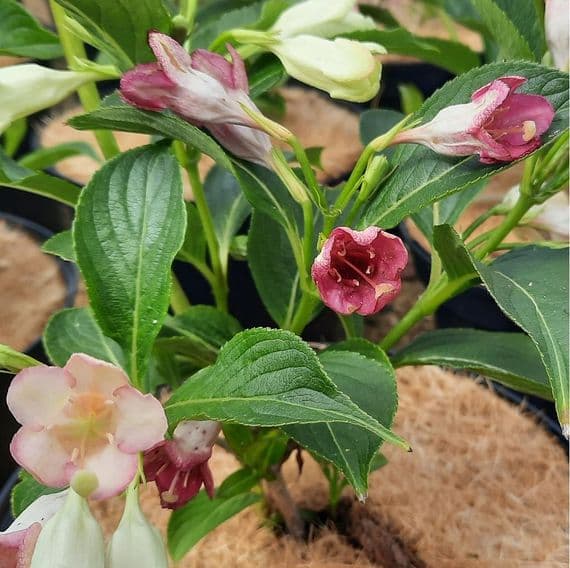 Weigela Darts Colour Dream 3 Litre