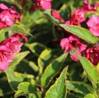 Weigela florida Brigela 3 Litre