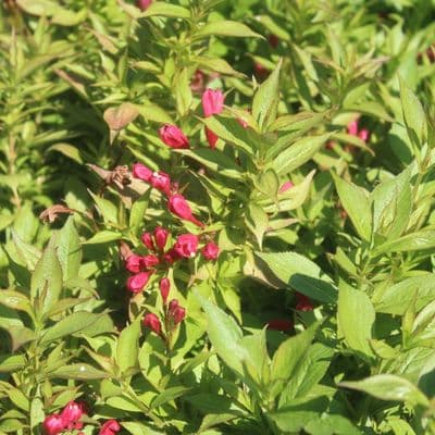 Weigela florida Cherry Love