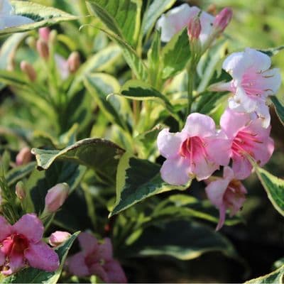 Weigela Florida Varigata 3 Litre