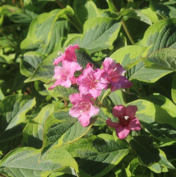 Weigela Kosteriana Variegata 3 Litre