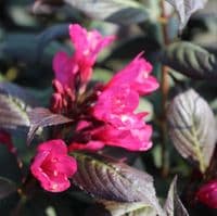 Weigela Minor Black 3 Litre
