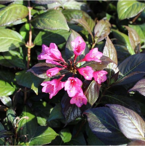 Weigela Minor Black 3 Litre