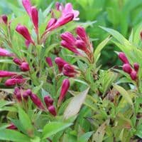 Weigela Picobella Rosa 3 Litre