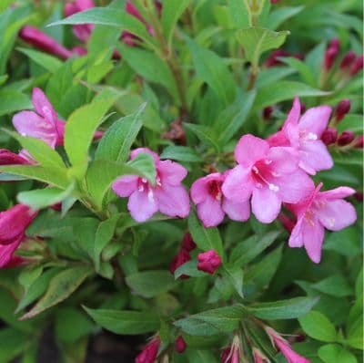 Weigela Picobella Rosa 3 Litre