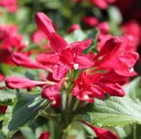 Weigela Red Prince 3 Litre
