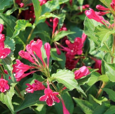 Weigela Red Prince 3 Litre