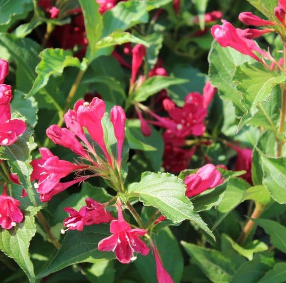 Weigela Red Prince 3 Litre