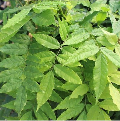 Wisteria floribunda Black Dragon 3 Litre