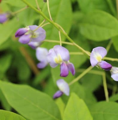 Wisteria floribunda Domino 3 Litre