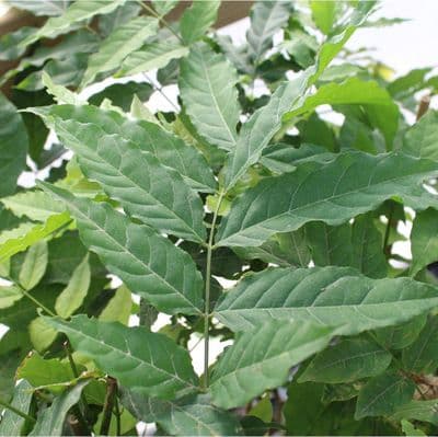 Wisteria floribunda Ed's Blue Dragon