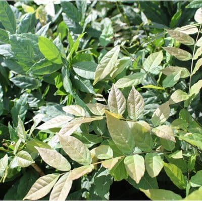 Wisteria floribunda Harlequin 3 Litre