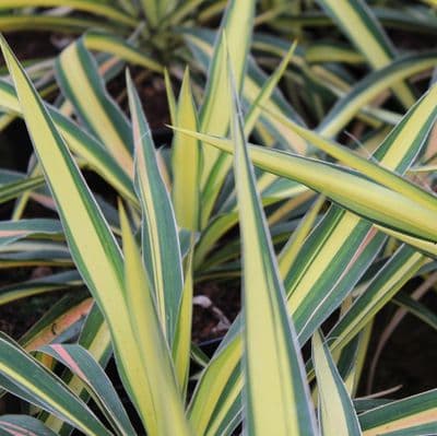 Yucca filamentosa Colour Guard 3 Litre
