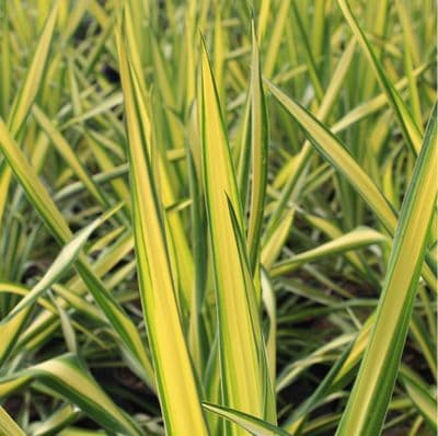 Yucca flaccida Golden Sword 3 Litre