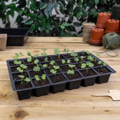 24 Cell Inserts 35cm Black 5pk