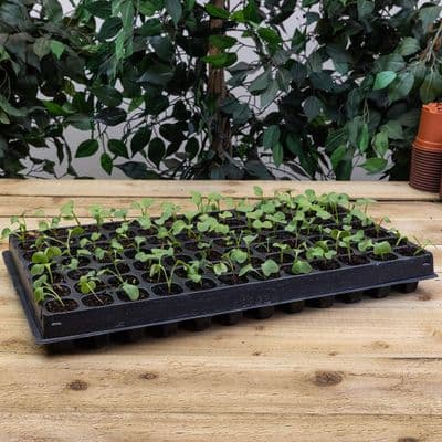 84 Cell Plug Tray Black 2pk