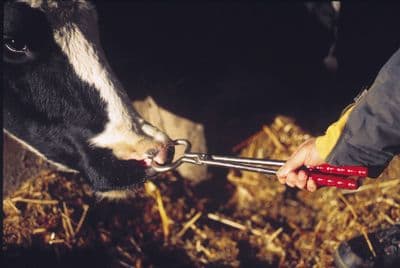 Agrihealth Bullholder Tongs - 45cm