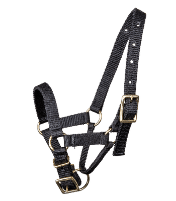 Alpaca halter, black, S