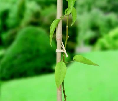 Ambassador Raffia - 80gm