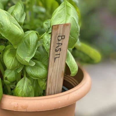 Bamboo Plant Labels 10pk