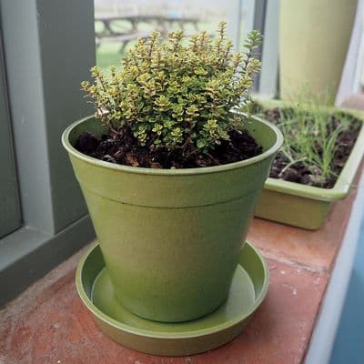 Bamboo Pot Sage Green 5in 12.5cm 5pk