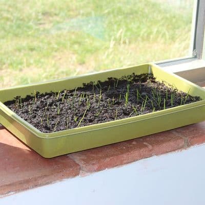 Bamboo Seed Tray Green W37cm H5.5cm D22cm