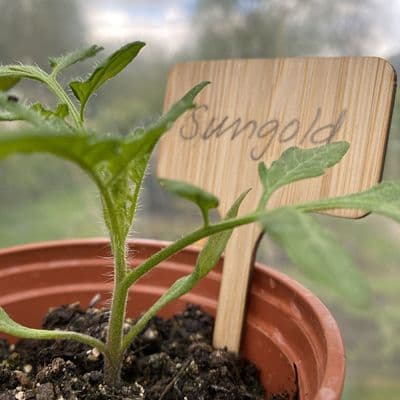 Bamboo T Labels 10pk