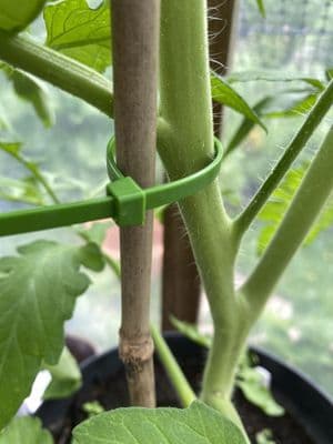 Cable Ties Green 5mm x 20cm 100pk