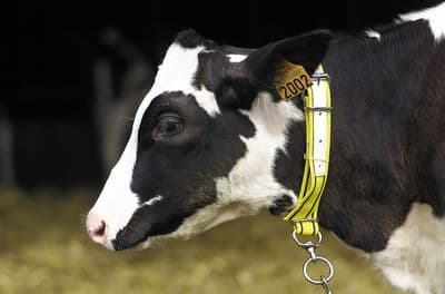 Calf Nylon Collar  - 40mm x 0.8m - Yellow & Black
