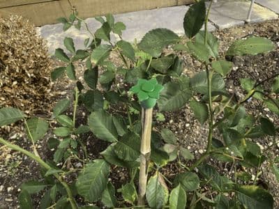 Cane Caps Large 10pk