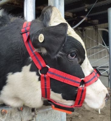Chinmark Bull Mating Harness