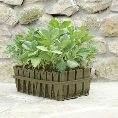 Classic 12cm Deep Rootrainers 32 Cell L37cm W22cm H17cm