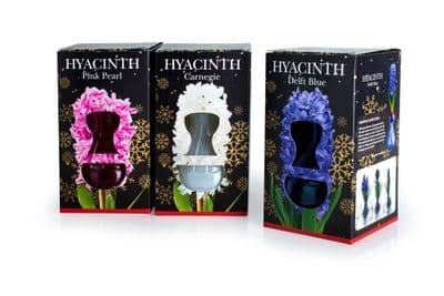 Deree Glass Kits - Hyacinth