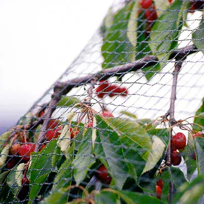 Economy Anti Bird Netting Tape 10m  - Various Sizes Avaliable