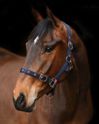 Equi-Senital Nylon Headcollar Clip Navy Cob