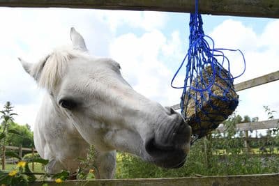 EQUILIBRIUM MUNCH NET