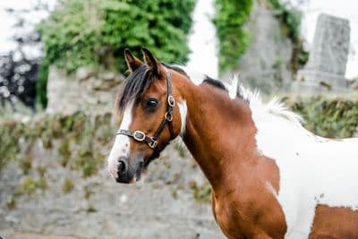 Equisential Leather Headcollar BLACK FOAL