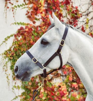 Equisential Leather Headcollar BROWN PONY