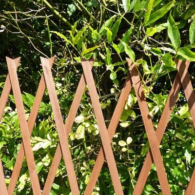 Expanding Flat Wooden Trellis Brown W30cm x H180cm