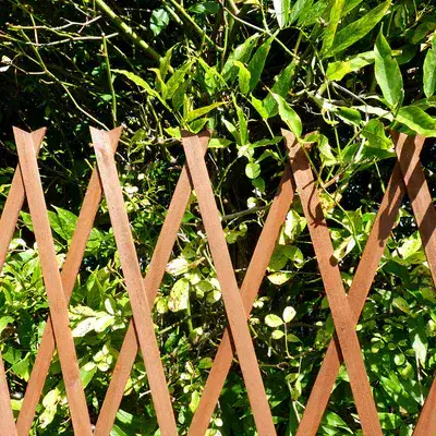 Expanding Flat Wooden Trellis Brown W90cm x H180cm