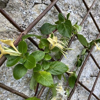 Expanding Round Wood Trellis W30cm x H180cm