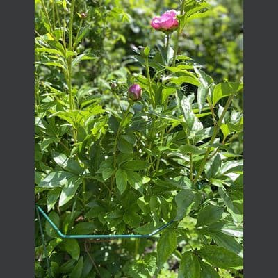 Fill-it Stakes H30cm x W30cm 2pk