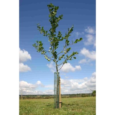 Flexi-Mesh Treeguard